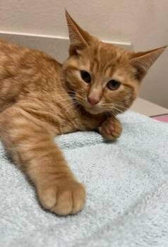 Rescue Domestic Short Hair Cats for Adoption in Oklahoma City, Oklahoma - Marmalade | PetCurious