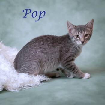 Pop C26-131 -  Domestic Short Hair Cat for Adoption in Lebanon, Tennessee - Pop C26-131 | PetCurious