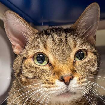 Rascal *Avail by Appt* -  Domestic Short Hair Cat for Adoption in Kennebunk, Maine - Rascal *Avail By Appt* | PetCurious