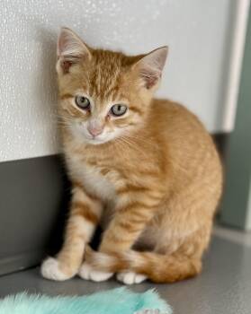 Adam -  Domestic Short Hair Cat for Adoption in Kalamazoo, Michigan - Adam | PetCurious