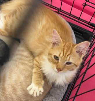 Leroy Long -  Domestic Long Hair Cat for Adoption in Gorham, Maine - Leroy Long | PetCurious