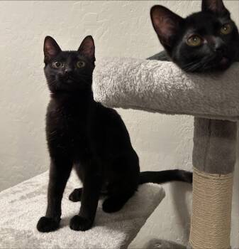 Shelley -  Domestic Short Hair Cat for Adoption in Phoenix, Arizona - Shelley | PetCurious