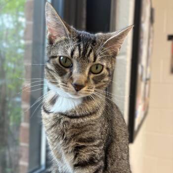 Domestic Short Hair Cats Available for Adoption in Columbia, Maryland - Oakley- #50192 | PetCurious