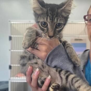 Cheddar -  Domestic Short Hair Cat for Adoption - Cheddar | PetCurious