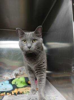 Ivy -  Domestic Short Hair Cat for Adoption in Hillsdale, Indiana - Ivy | PetCurious