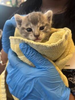 Munch -  Domestic Medium Hair Cat for Adoption in Santa Rosa, California - Munch | PetCurious