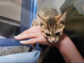 Domestic Short Hair Cats Available for Adoption - Lily | PetCurious