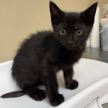 Coal -  Domestic Short Hair Cat for Adoption in Birmingham, Alabama - Coal | PetCurious