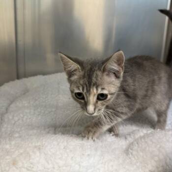 Lady -  Domestic Short Hair Cat for Adoption in Mebane, North Carolina - Lady | PetCurious
