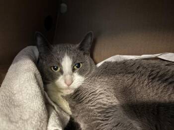 Guppy -  Domestic Short Hair Cat for Adoption - Guppy | PetCurious