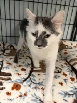 Domestic Short Hair Cats Available for Adoption in Lowell, Massachusetts - Frosty | PetCurious