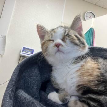 Rescue Domestic Short Hair Cats for Adoption in Pekin, Illinois - Hersheypark | PetCurious