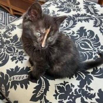 Pancake -  Domestic Short Hair Cat for Adoption in Allentown, Pennsylvania - Pancake | PetCurious