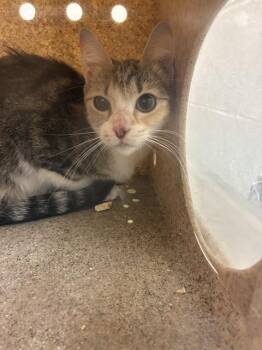 Domestic Short Hair Cats Available for Adoption - A794446 | PetCurious