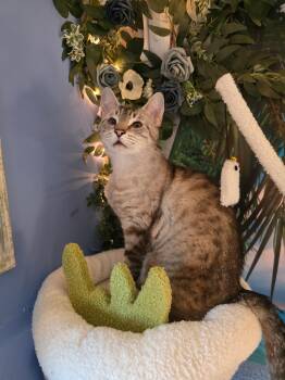 Pearl -  Domestic Short Hair and Siamese Cat for Adoption in Beaverton, Oregon - Pearl | PetCurious