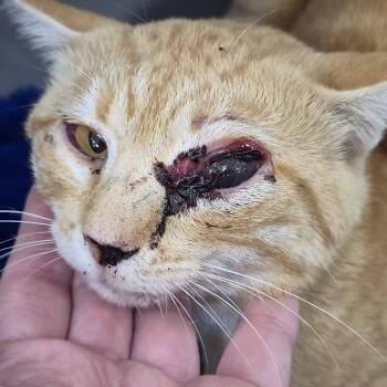 Ivan -  Domestic Short Hair Cat for Adoption in Cleveland, Mississippi - Ivan | PetCurious