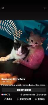 Bailey / Sentry -  Domestic Short Hair Cat for Adoption in Cromwell, Kentucky - Bailey / Sentry | PetCurious