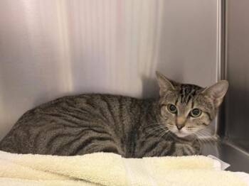 Nami -  Domestic Short Hair Cat for Adoption in Memphis, Tennessee - Nami | PetCurious