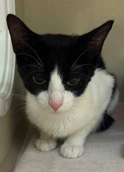 Ariana Madix -  Domestic Short Hair Cat for Adoption in Winnipeg, Manitoba - Ariana Madix | PetCurious