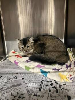 Domestic Short Hair Cats Available for Adoption in Stockton, California - SCRUNCHIE | PetCurious