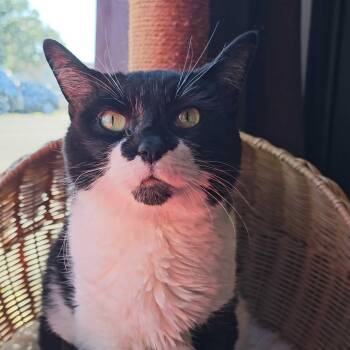 Baby -  Domestic Short Hair Cat Available for Adoption - Baby | PetCurious
