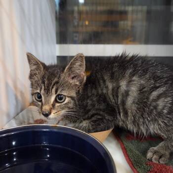 Mech -  Domestic Medium Hair Cat for Adoption in Chattanooga, Tennessee - Mech | PetCurious