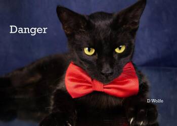 Danger -  Domestic Short Hair Cat Available for Adoption in York, Nebraska - Danger | PetCurious