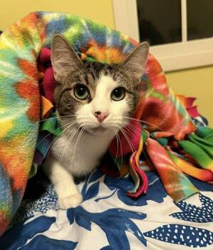 Rescue Domestic Short Hair Cats for Adoption in Muskegon, Michigan - Bruno X | PetCurious