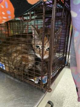 Domestic Short Hair Cats Available for Adoption in Houston, Texas - QUEENIE | PetCurious