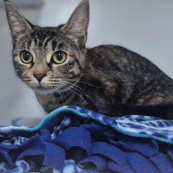 Ginny -  Domestic Short Hair Cat for Adoption in Newark, New Jersey - Ginny | PetCurious