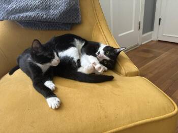 Sylvester & Marty (bonded pair) -  Domestic Short Hair Cat for Adoption in Nashville, Tennessee - Sylvester & Marty (bonded Pair) | PetCurious