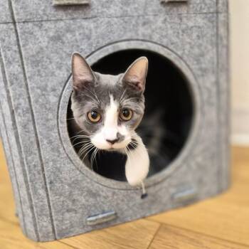 Orane -  Domestic Short Hair Cat for Adoption in Woodstock, Illinois - Orane | PetCurious