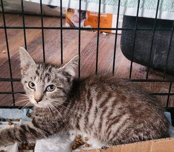 Mikey -  Domestic Short Hair Cat Available for Adoption in Olney, Illinois - Mikey | PetCurious