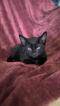 Shadow -  Domestic Short Hair Cat for Adoption in Madison, Georgia - Shadow | PetCurious