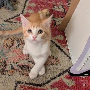 George -  Domestic Short Hair Cat for Adoption in Austin, Texas - George | PetCurious