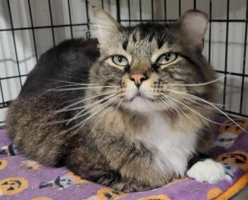 Socks -  Domestic Medium Hair Cat for Adoption in Webster Groves, Missouri - Socks | PetCurious