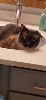 Gronk - front paw declaw -  Domestic Short Hair and Siamese Cat for Adoption in Wheaton, Illinois - Gronk - Front Paw Declaw | PetCurious
