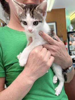 Patches -  Domestic Medium Hair Cat for Adoption in Quincy, California - Patches | PetCurious