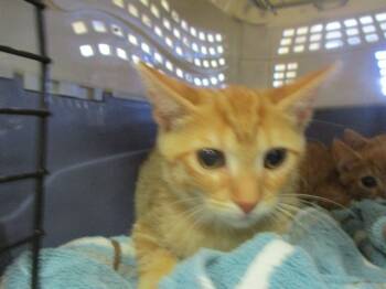 Rescue Domestic Short Hair Cats for Adoption in Ocala, Florida - PUNKY | PetCurious