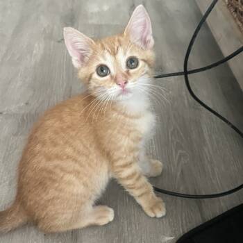 Rescue Domestic Short Hair Cats for Adoption in Jupiter, Florida - Latke | PetCurious