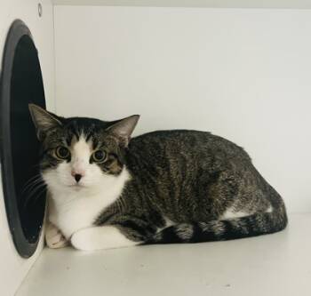 Rescue Domestic Short Hair Cats for Adoption in Savannah, Georgia - Chantilly Lace | PetCurious