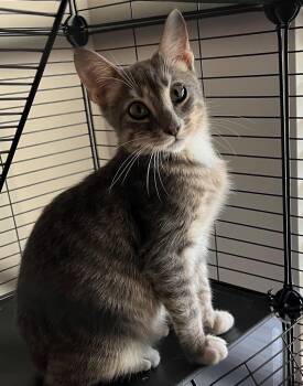 Navy -  Domestic Short Hair Cat for Adoption in Sorrento, Louisiana - Navy | PetCurious