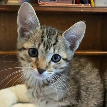 Domestic Medium Hair Cats Available for Adoption in West Olive, Michigan - Zane | PetCurious