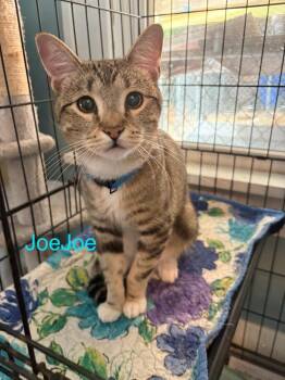 Rescue American Shorthair Cats for Adoption in El Dorado, Arkansas - JoeJoe | PetCurious