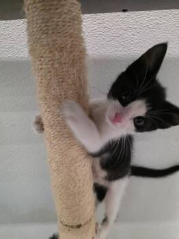Robbie -  Domestic Short Hair Cat for Adoption in Fort Myers, Florida - Robbie | PetCurious
