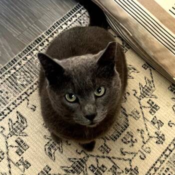 Russian Blue and Domestic Short Hair Cats Available for Adoption - Drago | PetCurious