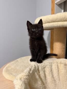Domestic Short Hair Cats Available for Adoption in Minneapolis, Minnesota - Croix | PetCurious