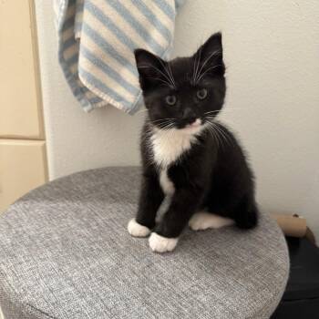 Dusty -  Domestic Short Hair Cat for Adoption in Washougal, Washington - Dusty | PetCurious