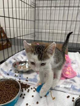 Sonic The Hedgehog -  Domestic Short Hair Cat for Adoption in Chattanooga, Tennessee - Sonic The Hedgehog | PetCurious