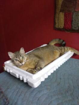 Rescue Domestic Short Hair Cats for Adoption in Miami, Florida - COURTESY POST: Violeta | PetCurious